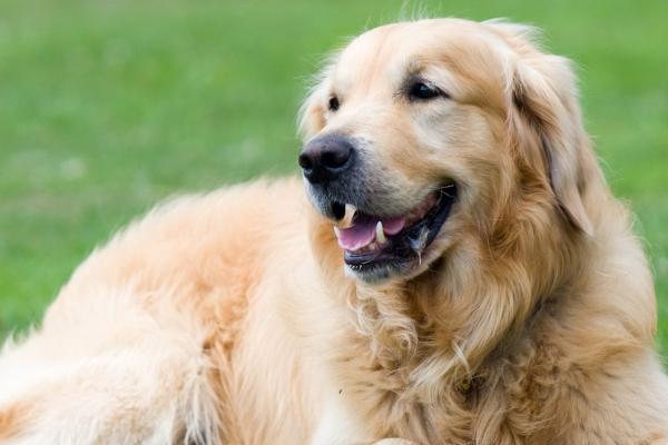 2024添丁的生肖 2024年添丁运势好的生肖