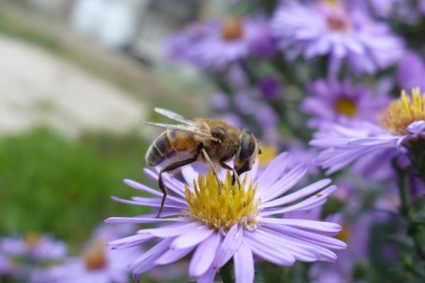 属兔和属马相克吗 生肖兔和生肖马的婚姻