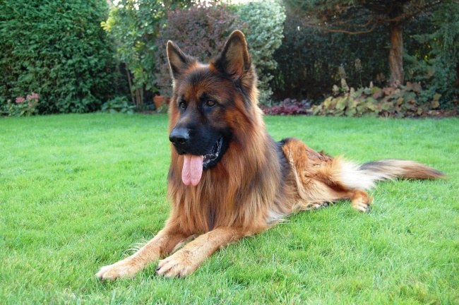 老公属蛇我属猪怎么办，属蛇与属猪人相克化解