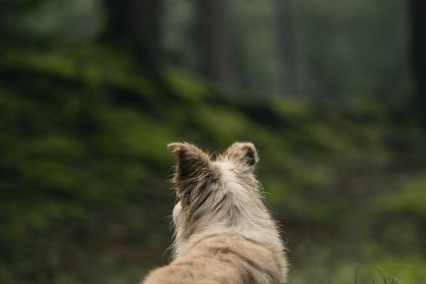 第一运程 2023年11月16日十二生肖运势解析