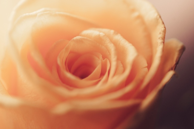 2024年各生肖运势及运程 十二生肖2024年运势