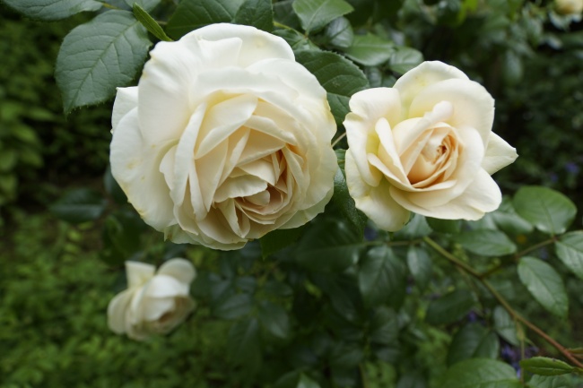 5大生肖不宜戴翡翠 不适合佩戴翡翠的属相