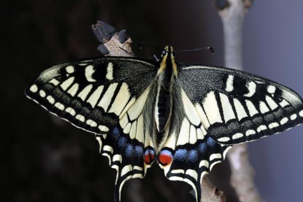 生肖牛的2024运势 属牛人的努力得到回报