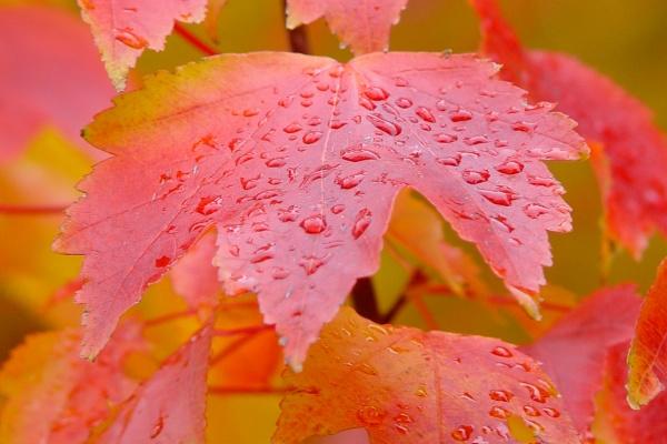 人品最不好的生肖女 自私自利人品不行的生肖