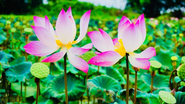 最聪明的生肖是哪个生肖 什么生肖最聪明