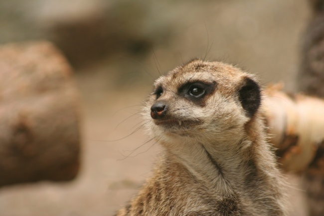 本命年适合买什么东西呢 多买红色的东西