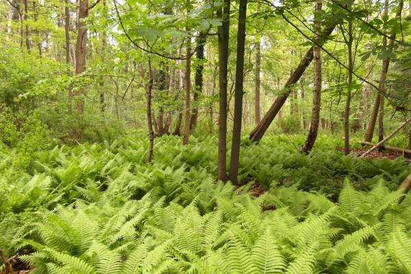 心眼太多太坏的生肖女 内心最凶残的生肖女
