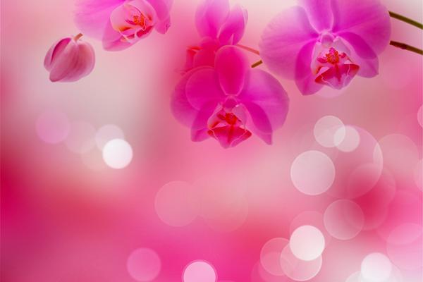 2024农历几月龙最有福气 2024年出生属龙人命运好吗