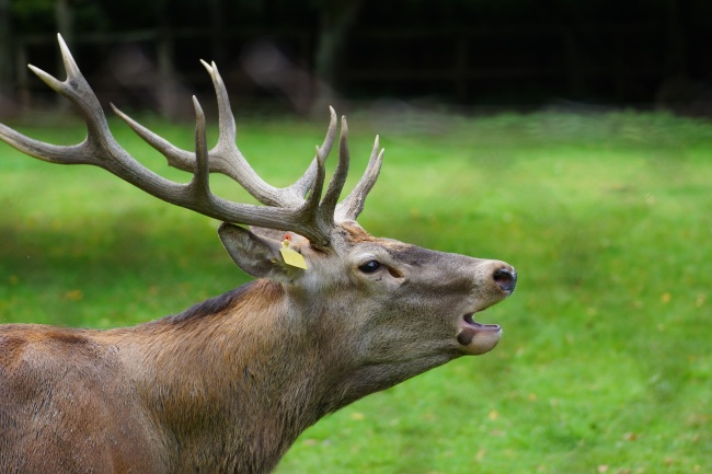 最有女神范的生肖女 女神气质生肖女