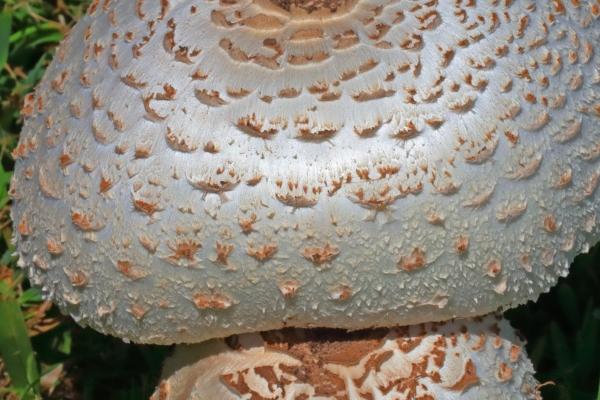 2006年属狗人2024年运势及运程女,06年18岁生肖狗2024年全年运势详解