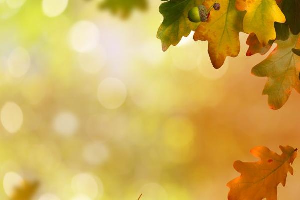 12生肖的五行属性大全 十二生肖对应五行