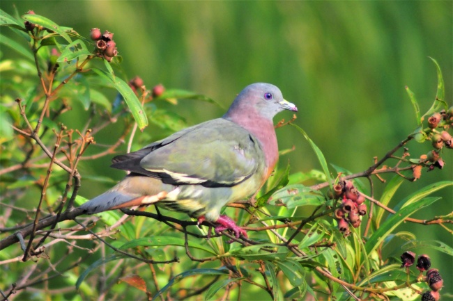 犯太岁是什么意思 怎么破解犯太岁