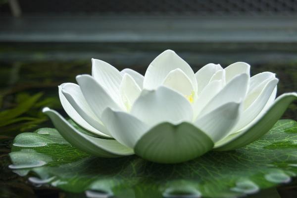 2024年带孝的生肖 24年什么属相亲人去世