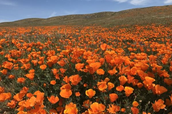 1994年属狗婚姻最终归宿 属狗人的爱情运势