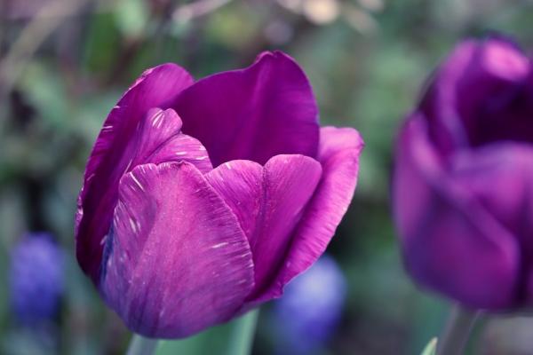 寿命最长的3个生肖 哪些生肖寿命长