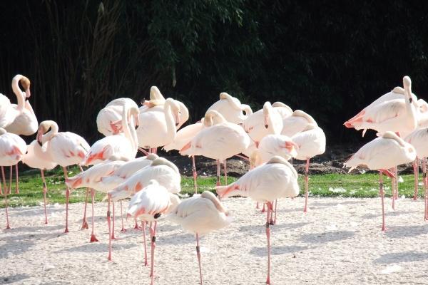 1983年猪正缘出现在40岁，属猪的正缘是谁