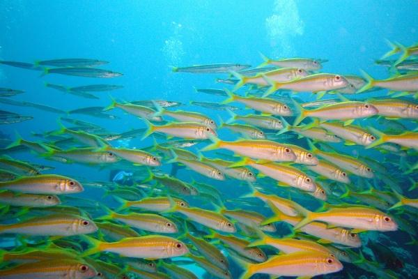 2024年暴富的生肖 2024年财运好到爆的生肖