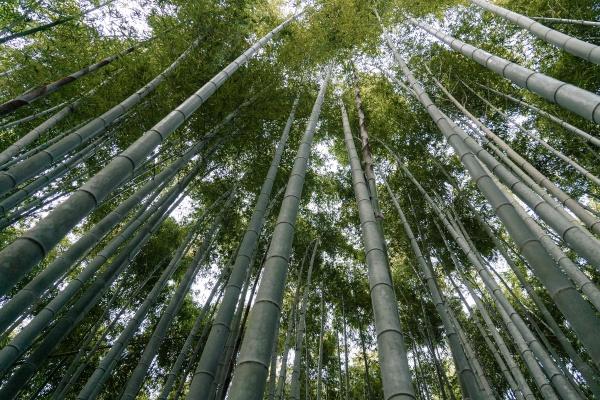 第一运程 2023年12月22日十二生肖运势解析