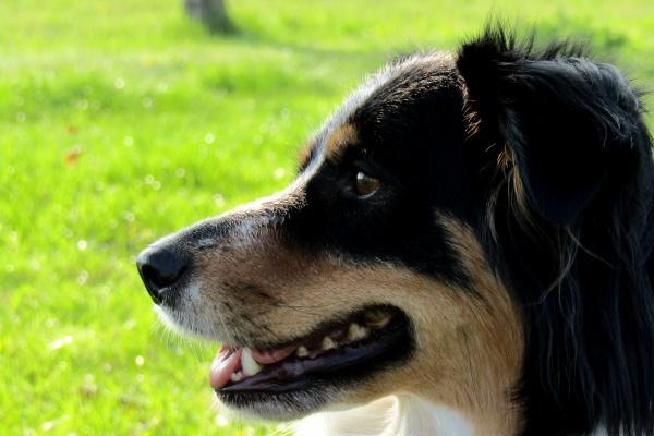 2024年各生肖运势及运程详解 浅谈生肖运势状况