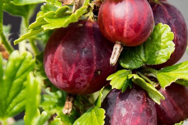 属兔48岁本命年很可怕 属兔人本命年怎么做