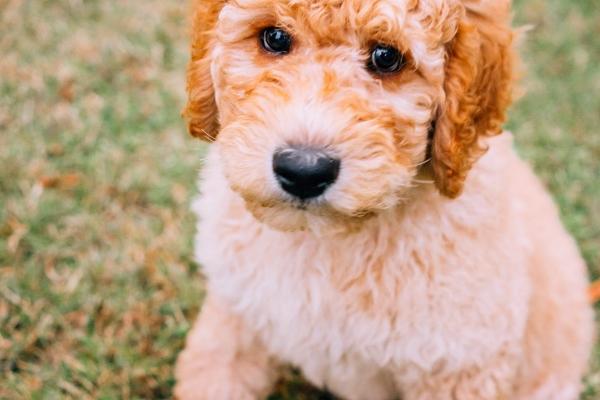 属蛇的和属马相配吗 中吉婚配需相互包容