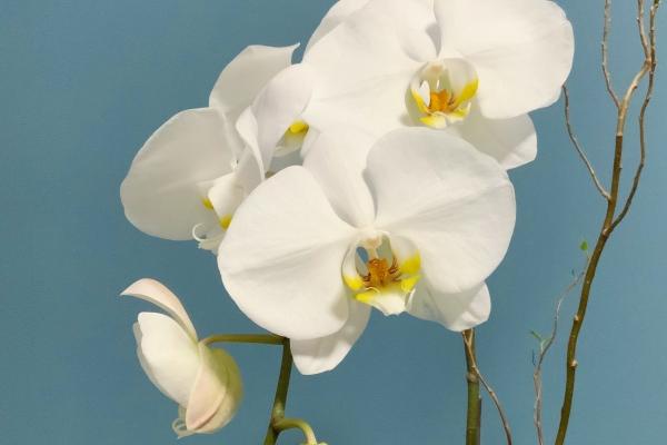 第一运程 2023年12月25日十二生肖运势解析