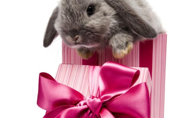 属龙上等命的出生时辰有哪些 属龙人的一生命运