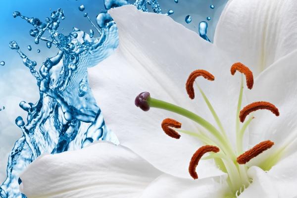 梦到摘菜花有何寓意