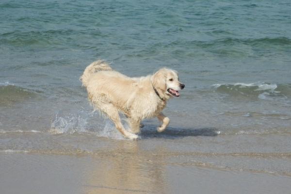 2024年必定添丁的生肖 龙年添丁有利的属相有谁