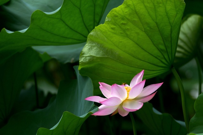 1982属狗41岁后有十年大运 属狗41岁后的运势