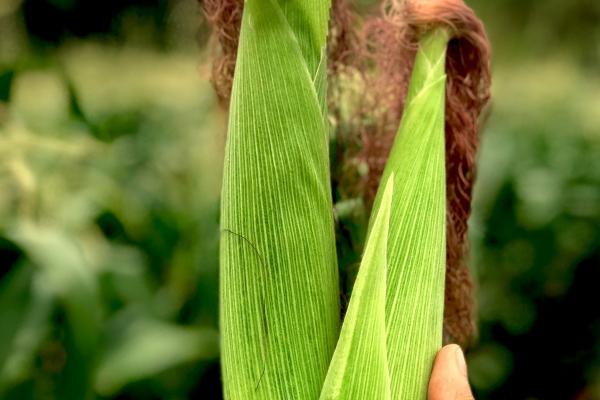 八八年男龙2024婚姻怎样 88年属龙人命运如何