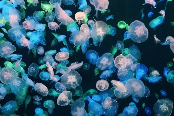 生肖鼠2024年每月运势 分析属鼠人每月运势详情