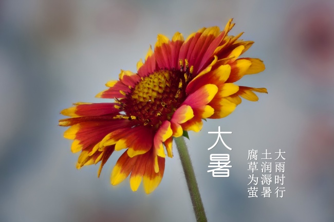 龙狗婚配为大忌 拉低运势矛盾很多