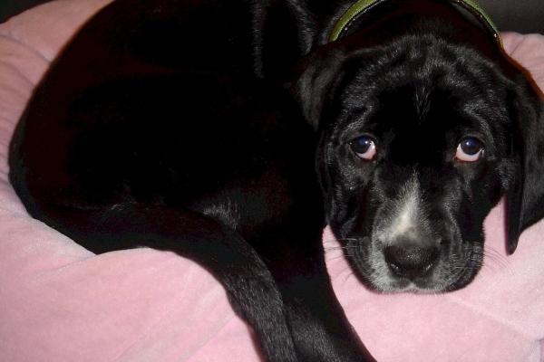 属猪出生最好六个吉日，什么时候出生最好命