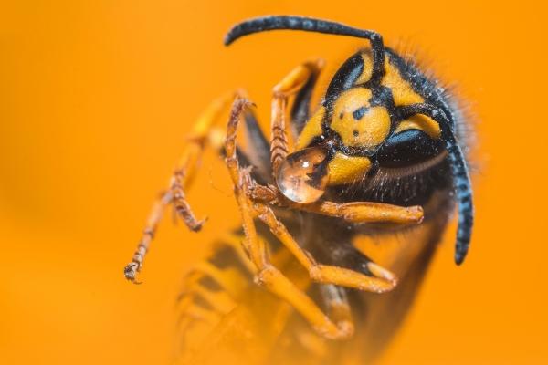 86属虎女可以戴黄金吗 属虎女兴旺饰品有哪些