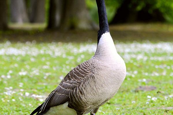 2024生肖运势解析完整版 十二属相24年运势好吗