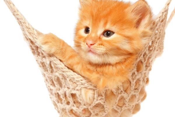 梦到蜜蜂糖是什么预兆？