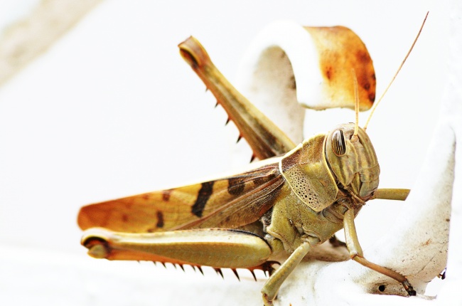 特吉生肖:2024年2月11日生肖运势吉凶查询