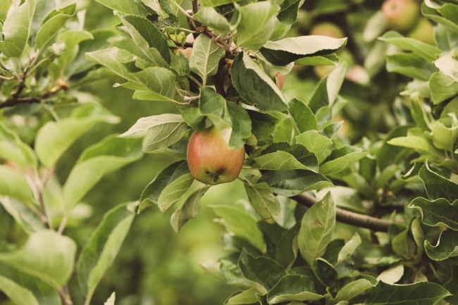 属鼠配虎的婚姻怎么样 鼠虎的配对情况