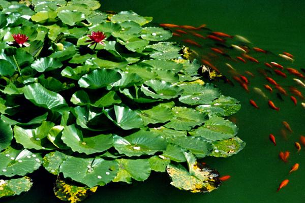 2024蛇人全年运势1977 了解蛇人的运势如何