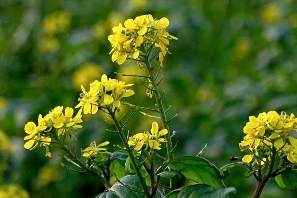 2024年2月6日冲什么属相 每日冲煞查询