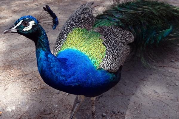 2024年2月8日特吉生肖 今日生肖小运播报