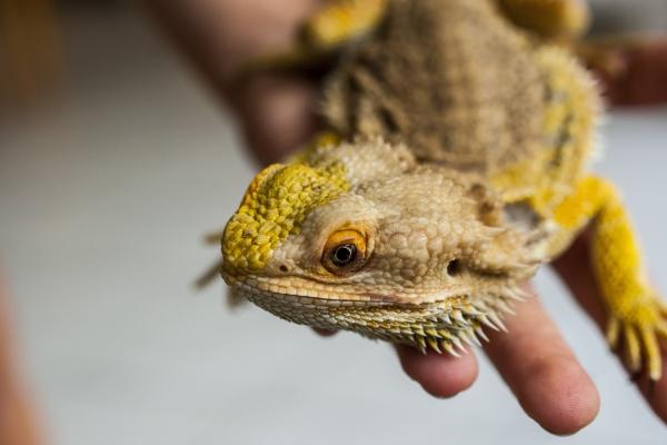 特吉生肖：2024年2月15日生肖运势吉凶查询