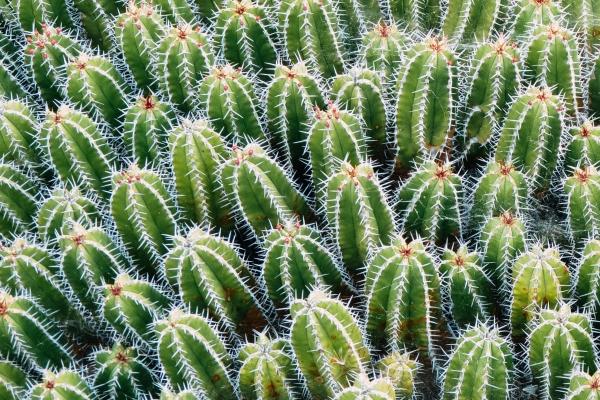 第一运程 2024年2月10日十二生肖运势解析