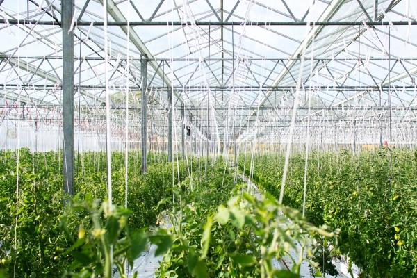 龙和狗一定不合吗 属龙与属狗从相冲到和谐