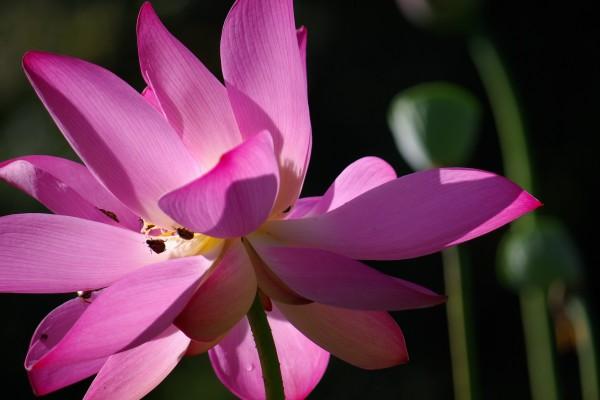 龙与狗可以结婚吗 婚姻中的波折与理解