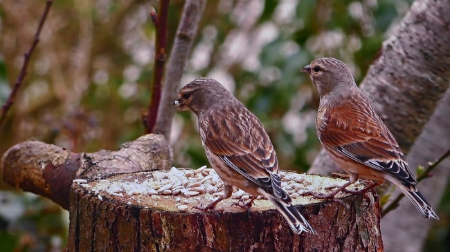 蛇女的最佳婚配属相 属蛇女人的优缺点