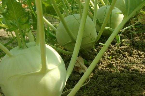 属蛇男和属兔女孩子婚配怎样 男蛇和女兔的属相合不合