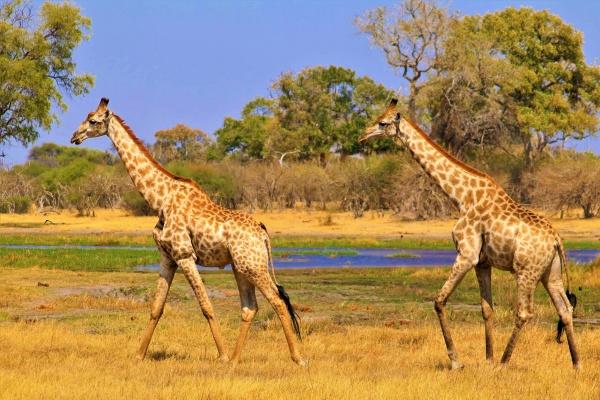 12生肖2024年大年初九打牌赢钱财神方位