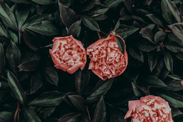 甲辰年太岁四大生肖是哪几个 2024年犯太岁最严重的生肖